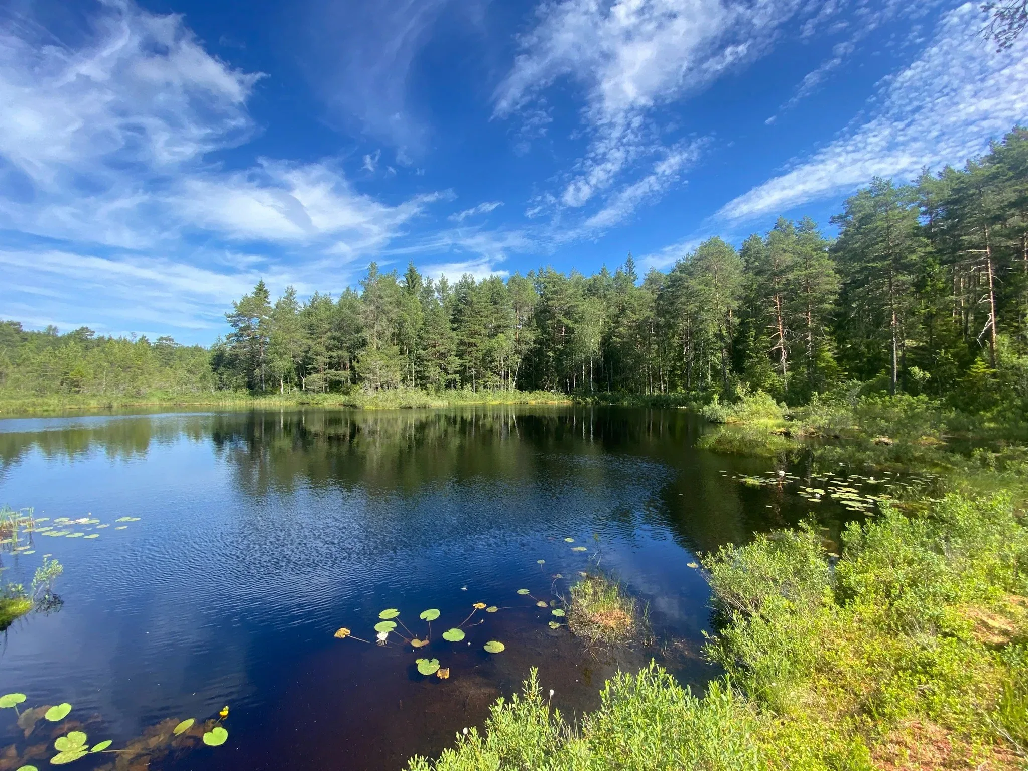 En skogssjö med näckrosor och tallskog under blå himmel