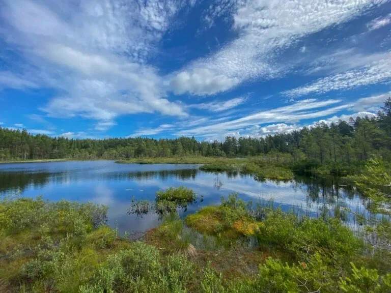 En myr med små tjärnar och skog under blå himmel med moln