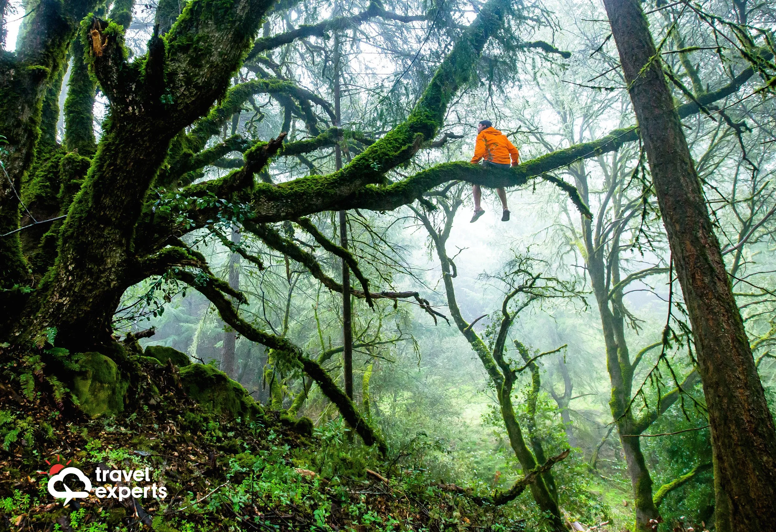 En skog med mossbeklädda träd och en person i orange jacka på en gren, med Travel Experts logotyp nere till vänster